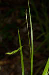 White edge sedge